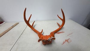 Deer Antler Set Painted Orange