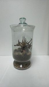 Glass Terrarium (13.5 Tall)